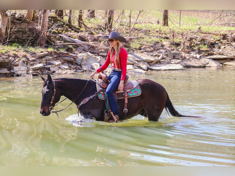 American Quarter Horse Wałach 15 lat Gniada in Hillsboro KY