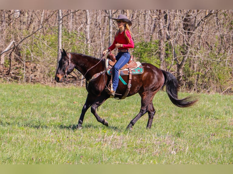 American Quarter Horse Wałach 15 lat Gniada in Hillsboro KY