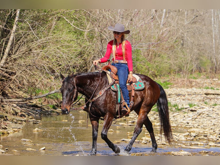American Quarter Horse Wałach 15 lat Gniada in Hillsboro KY