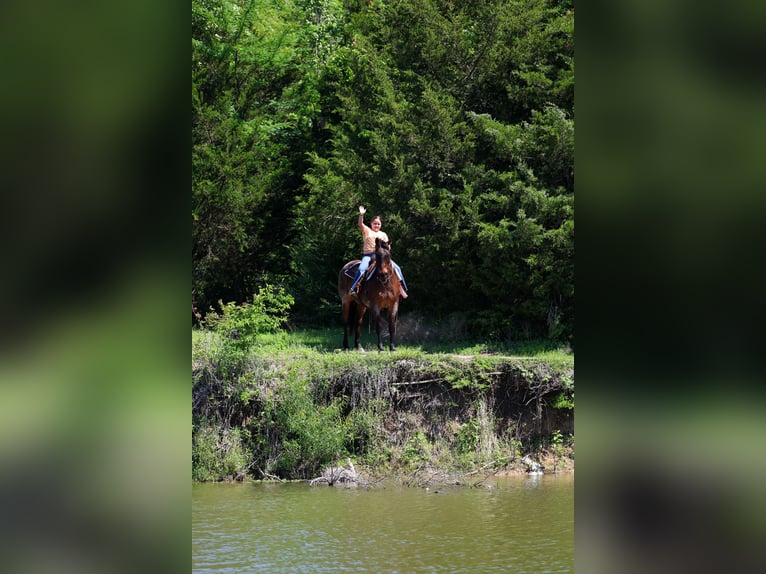 American Quarter Horse Wałach 15 lat Gniadodereszowata in Forney