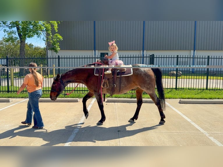 American Quarter Horse Wałach 15 lat Gniadodereszowata in Forney