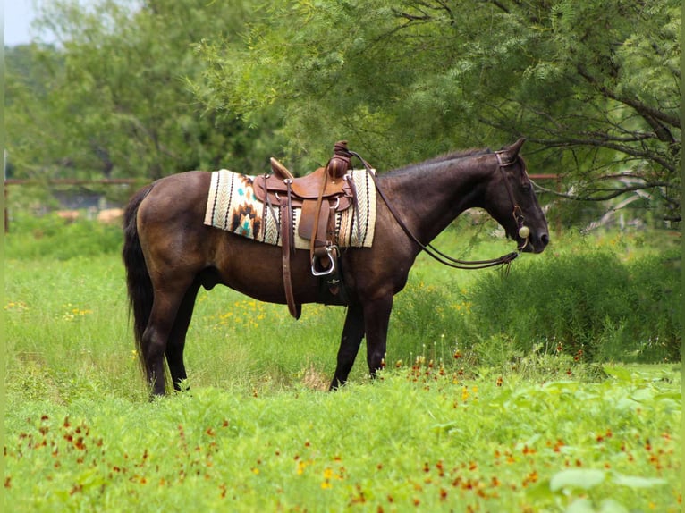 American Quarter Horse Wałach 15 lat Kara in Stephenville, TX