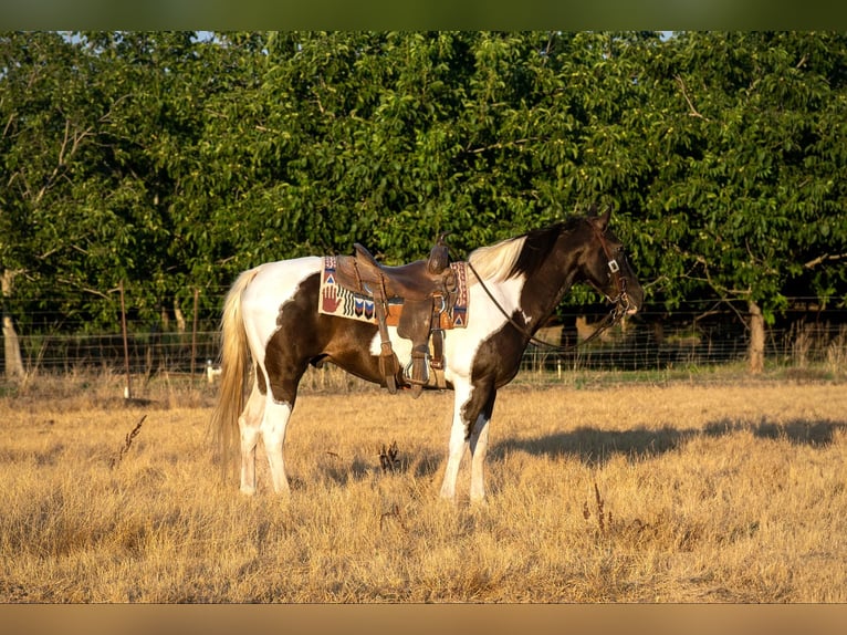 American Quarter Horse Wałach 15 lat Tobiano wszelkich maści in Lodi CA