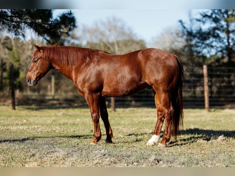 American Quarter Horse Wałach 16 lat 142 cm Cisawa in Lufkin, TX