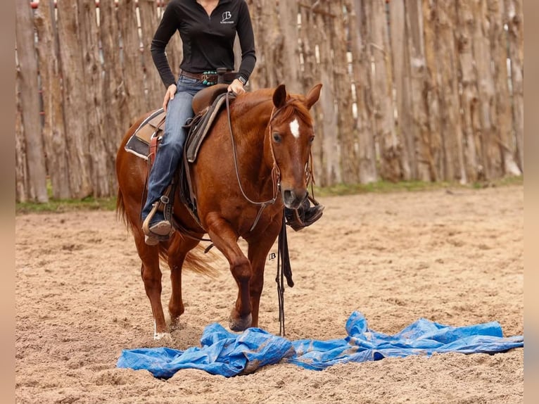 American Quarter Horse Wałach 16 lat 142 cm Cisawa in Lufkin, TX