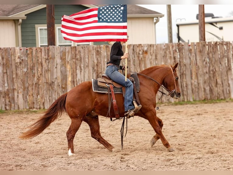 American Quarter Horse Wałach 16 lat 142 cm Cisawa in Lufkin, TX