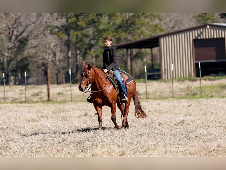 American Quarter Horse Wałach 16 lat 142 cm Cisawa in Lufkin, TX