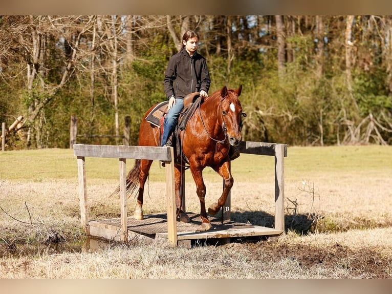 American Quarter Horse Wałach 16 lat 142 cm Cisawa in Lufkin, TX