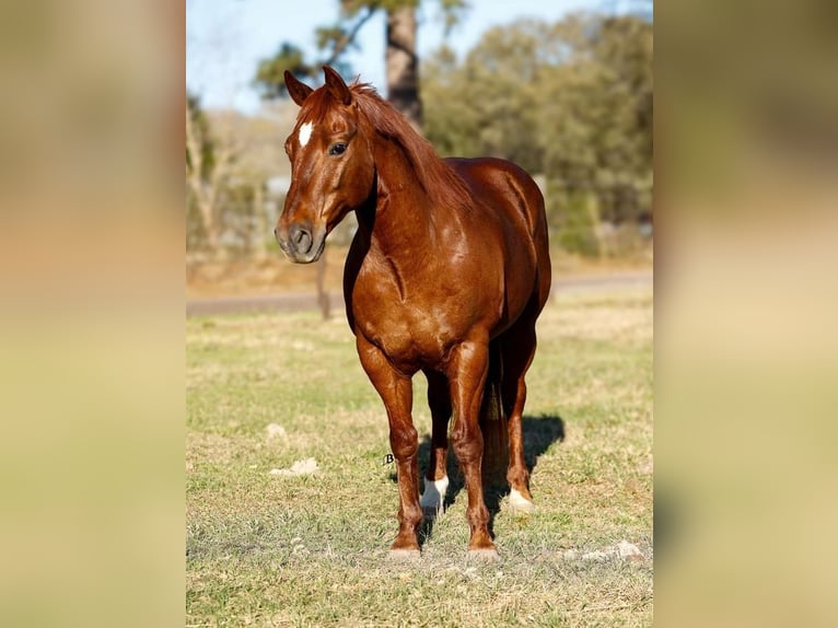 American Quarter Horse Wałach 16 lat 142 cm Cisawa in Lufkin, TX