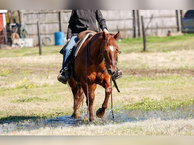 American Quarter Horse Wałach 16 lat 142 cm Cisawa in Lufkin, TX