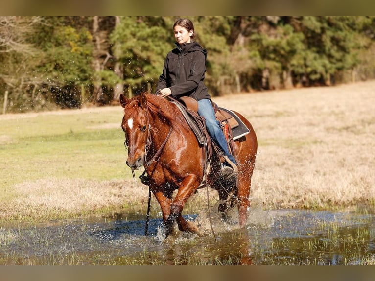 American Quarter Horse Wałach 16 lat 142 cm Cisawa in Lufkin, TX