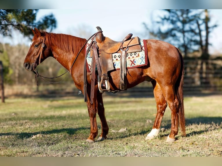 American Quarter Horse Wałach 16 lat 142 cm Cisawa in Lufkin, TX