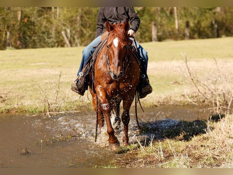 American Quarter Horse Wałach 16 lat 142 cm Cisawa in Lufkin, TX