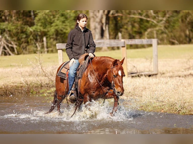 American Quarter Horse Wałach 16 lat 142 cm Cisawa in Lufkin, TX