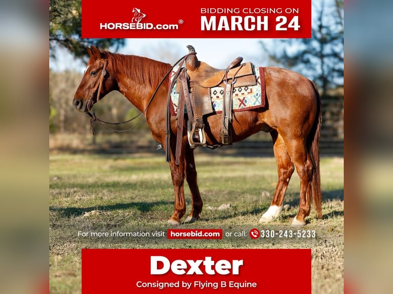 American Quarter Horse Wałach 16 lat 142 cm Cisawa in Lufkin, TX