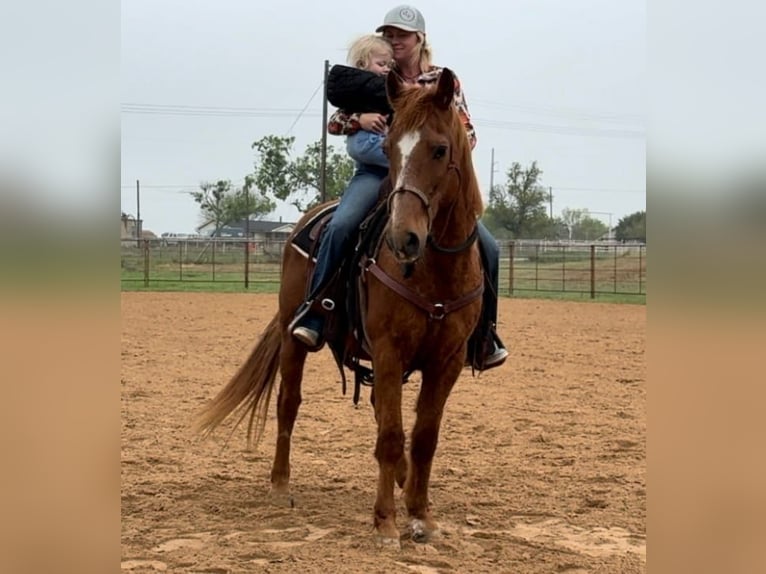 American Quarter Horse Wałach 16 lat 145 cm Cisawa in Weatherford TX