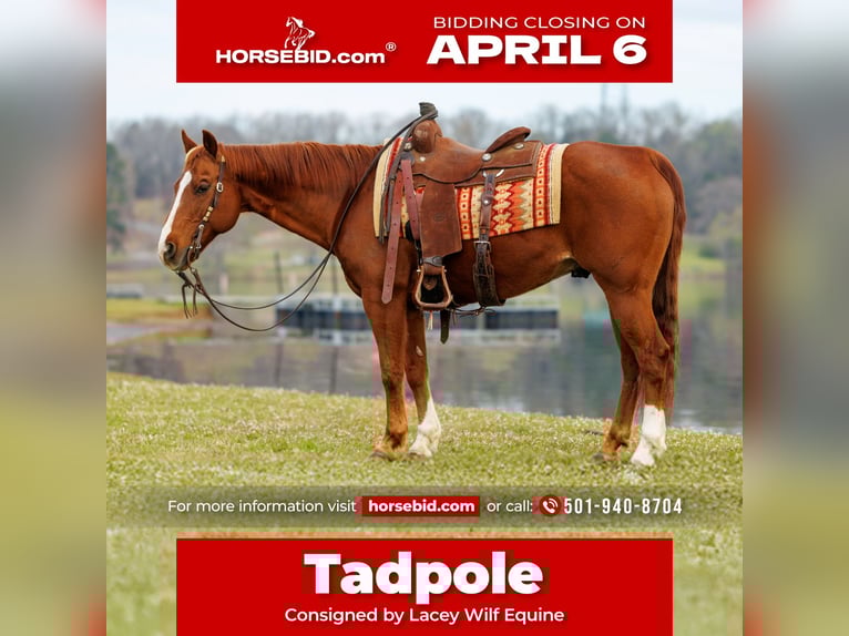 American Quarter Horse Wałach 16 lat 147 cm Cisawa in Quitman