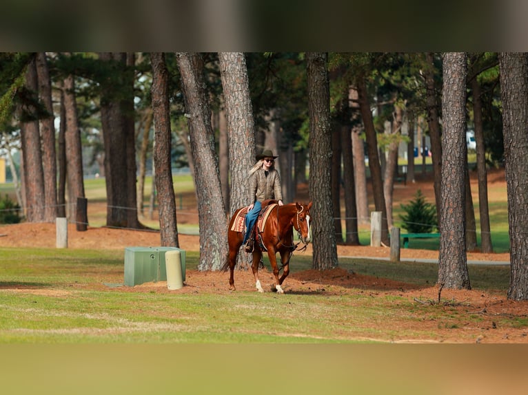 American Quarter Horse Wałach 16 lat 147 cm Cisawa in Quitman