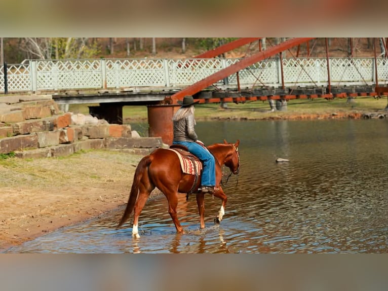 American Quarter Horse Wałach 16 lat 147 cm Cisawa in Quitman