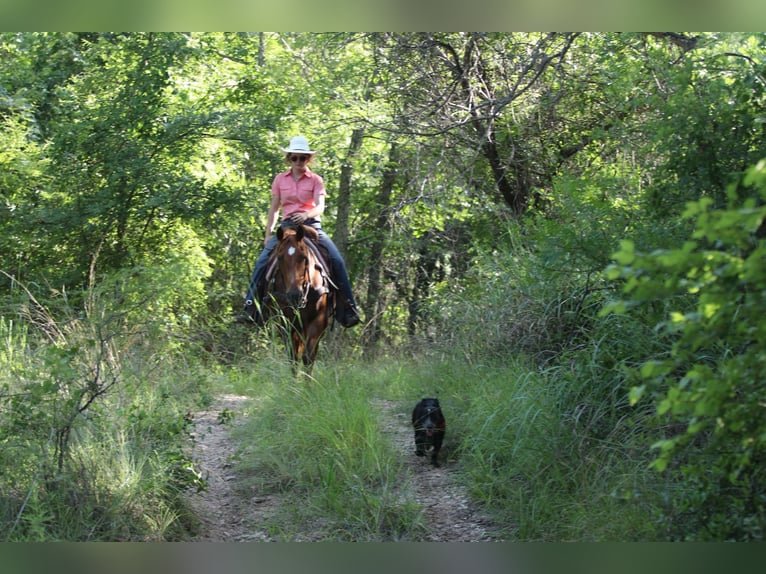 American Quarter Horse Wałach 16 lat 150 cm Ciemnokasztanowata in Lipan TX