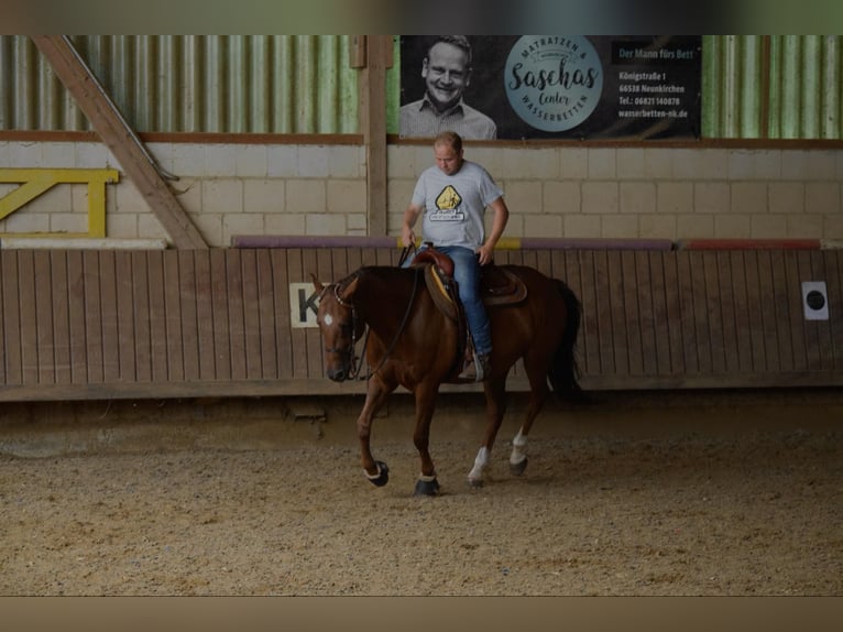 American Quarter Horse Wałach 16 lat 150 cm Cisawa in Lebach