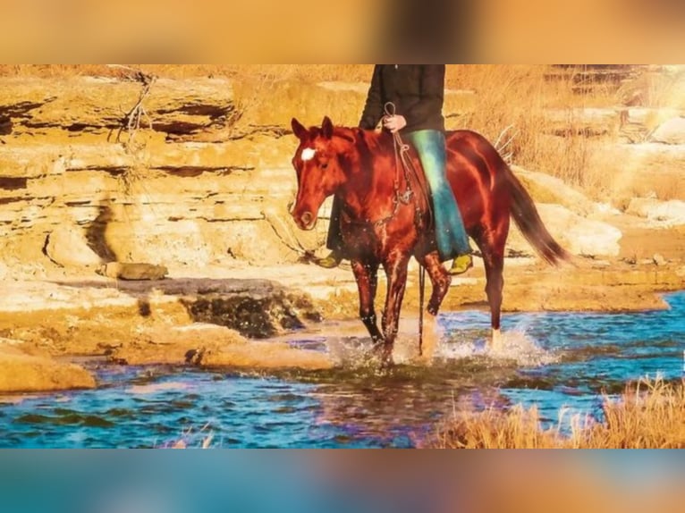 American Quarter Horse Wałach 16 lat 150 cm Cisawa in Shelbyville KY