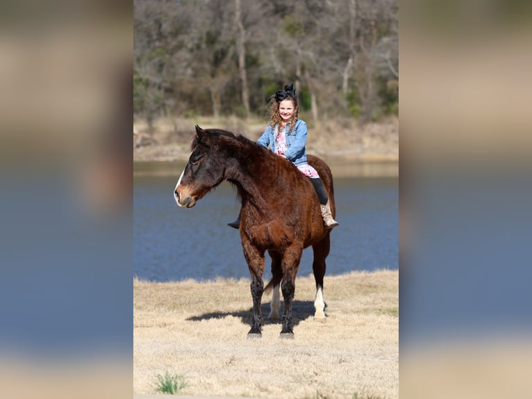 American Quarter Horse Wałach 16 lat 150 cm Gniada in Forney