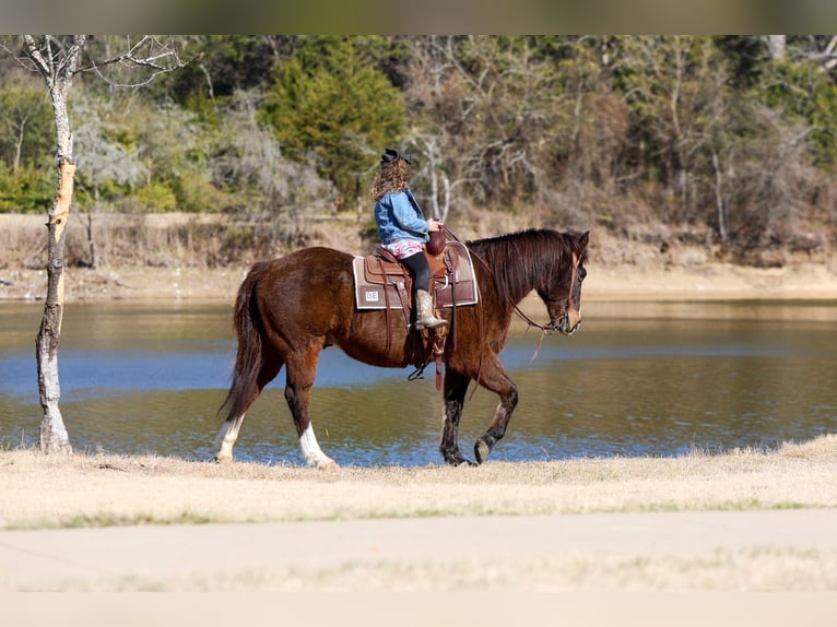 American Quarter Horse Wałach 16 lat 150 cm Gniada in Forney