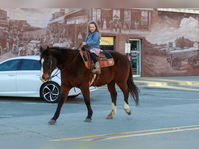American Quarter Horse Wałach 16 lat 150 cm Gniada in Forney