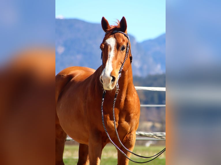 American Quarter Horse Wałach 16 lat 151 cm Kasztanowata in Kirchbichl