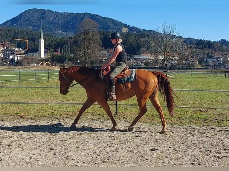 American Quarter Horse Wałach 16 lat 151 cm Kasztanowata in Kirchbichl