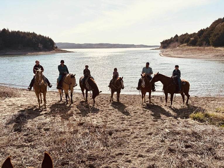 American Quarter Horse Wałach 16 lat 152 cm Cisawa in Corsica