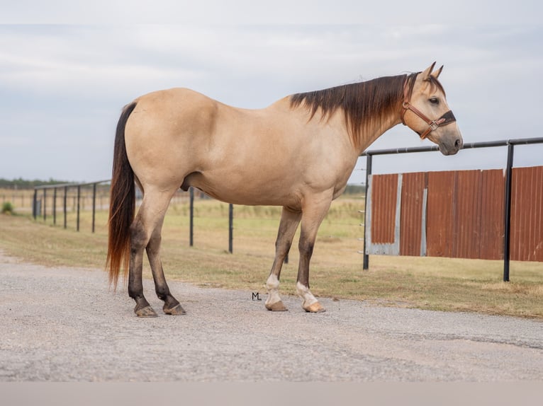 American Quarter Horse Wałach 16 lat 152 cm Jelenia in Gainesville