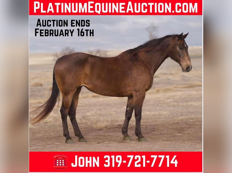 American Quarter Horse Wałach 16 lat 152 cm Jelenia in Lisbon Ia