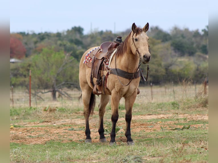 American Quarter Horse Wałach 16 lat 152 cm Jelenia in Stephenville TX