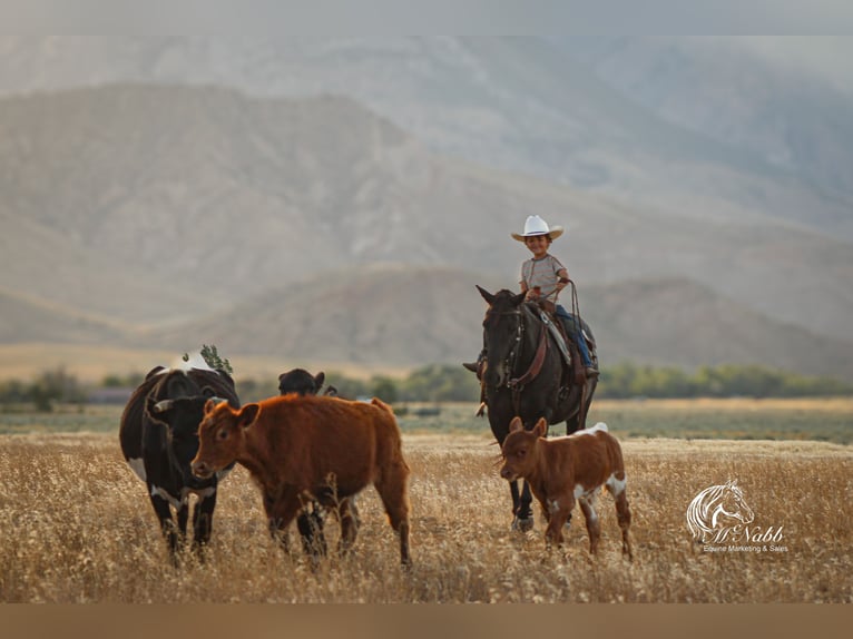 American Quarter Horse Wałach 16 lat 152 cm Kara in Cody