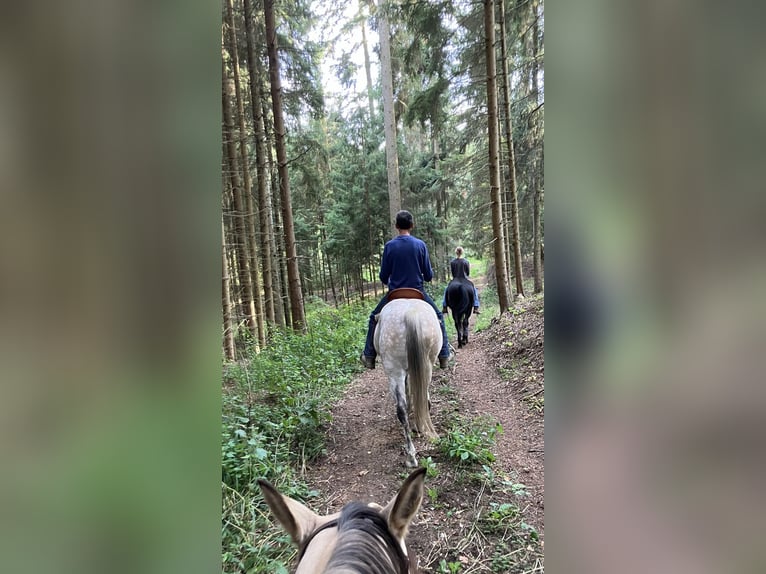 American Quarter Horse Wałach 16 lat 155 cm Formy Brown Falb in Täferrot