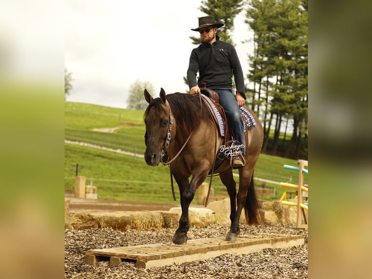 American Quarter Horse Wałach 16 lat 155 cm Grullo in Millersburg