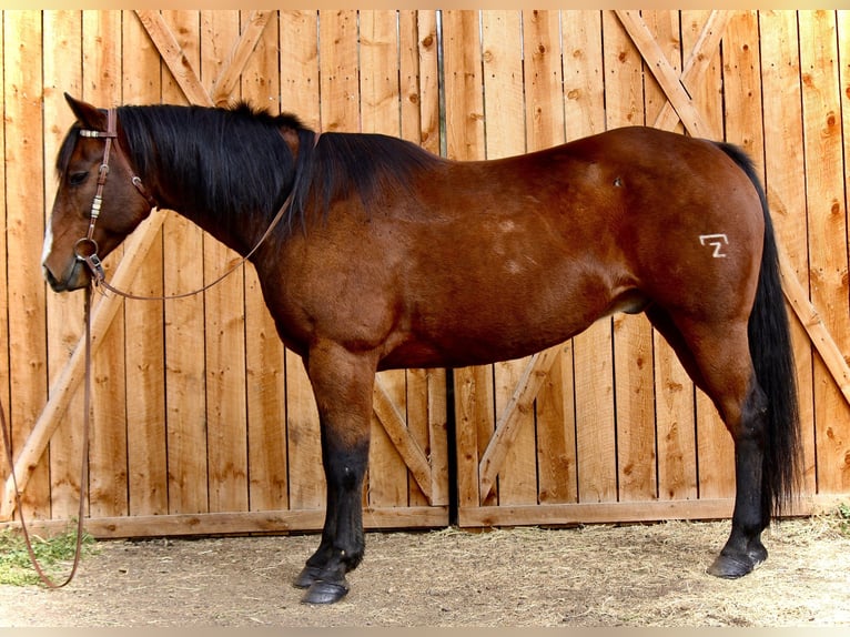 American Quarter Horse Wałach 16 lat 157 cm Gniada in Fort Collins