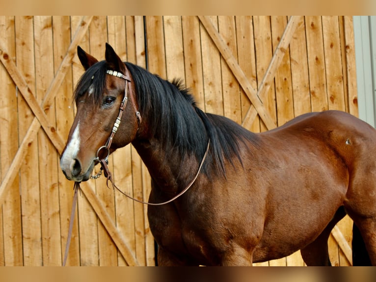 American Quarter Horse Wałach 16 lat 157 cm Gniada in Fort Collins
