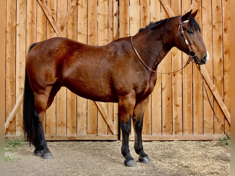 American Quarter Horse Wałach 16 lat 157 cm Gniada in Fort Collins