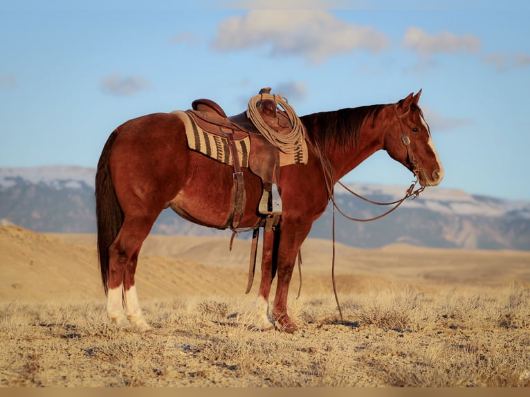 American Quarter Horse Wałach 16 lat Ciemnokasztanowata in Lovell