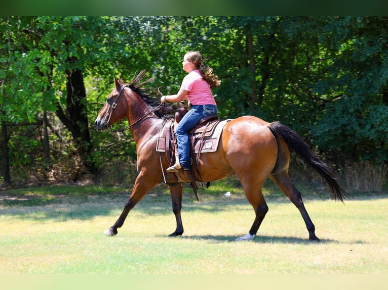 American Quarter Horse Wałach 16 lat Gniada in Terrell