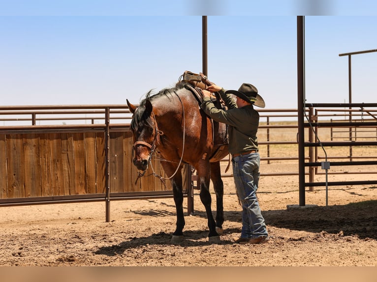 American Quarter Horse Wałach 16 lat Gniadodereszowata in Canyon