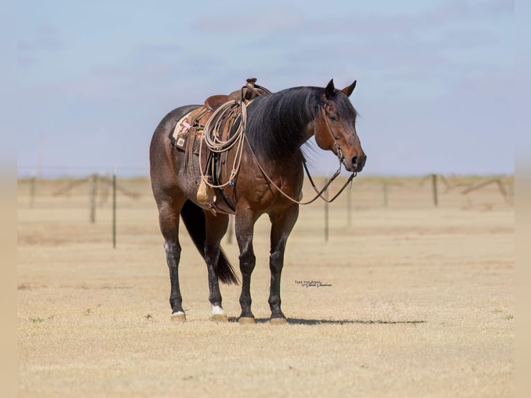 American Quarter Horse Wałach 16 lat Gniadodereszowata in Canyon