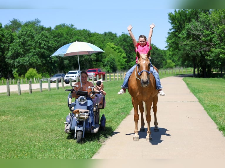 American Quarter Horse Wałach 16 lat Izabelowata in Forney