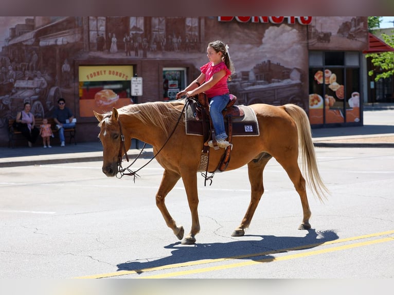 American Quarter Horse Wałach 16 lat Izabelowata in Forney