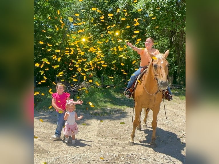 American Quarter Horse Wałach 16 lat Izabelowata in Forney