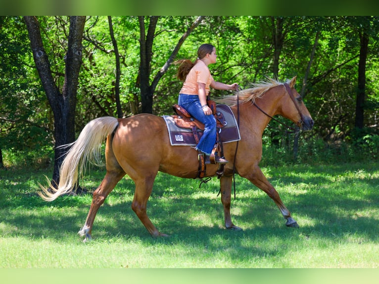 American Quarter Horse Wałach 16 lat Izabelowata in Forney