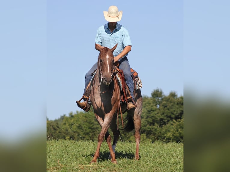 American Quarter Horse Wałach 16 lat Kasztanowatodereszowata in Mount Vernon Ky